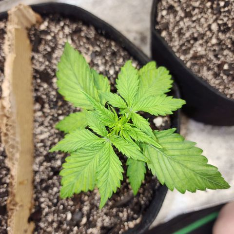 Rei growlog timeline photo