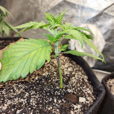 Rei growlog timeline photo