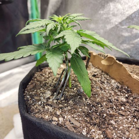 Nia growlog timeline photo