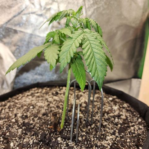 Adīne growlog timeline photo