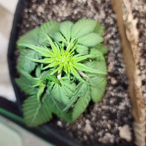 Nia growlog timeline photo