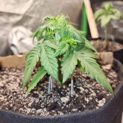 Nia growlog timeline photo