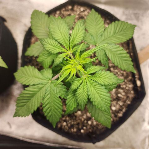 Adīne growlog photo: Stretching and thickening!
