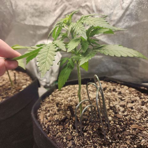 Adīne growlog photo: Stretching and thickening!