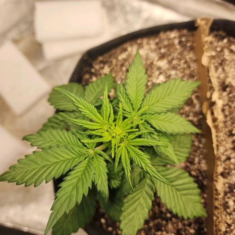 Nia growlog timeline photo