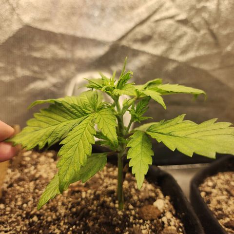 Rei growlog timeline photo