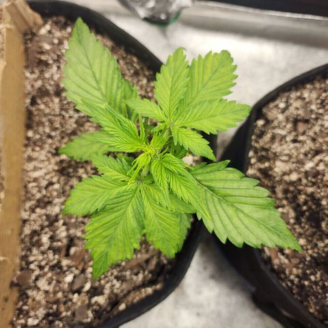 Rei growlog timeline photo