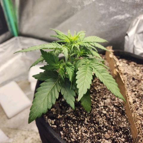 Nia growlog timeline photo