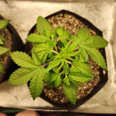 Adīne growlog timeline photo