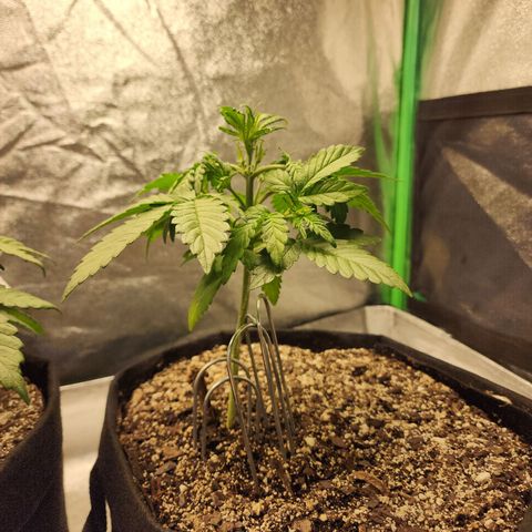 Adīne growlog timeline photo