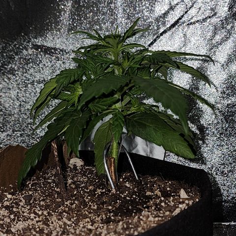 Nia growlog timeline photo