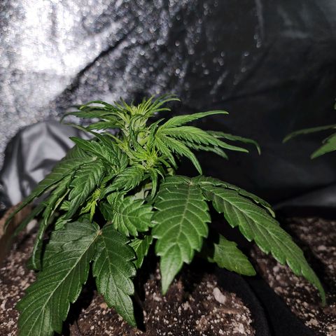 Nia growlog timeline photo