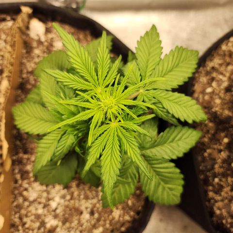 Nia growlog timeline photo