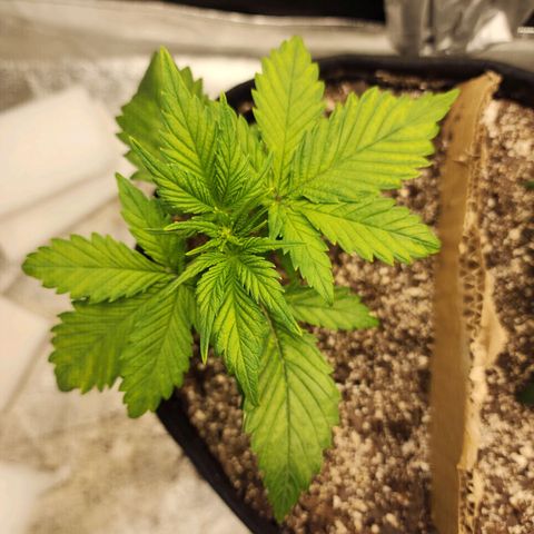 Rei growlog timeline photo