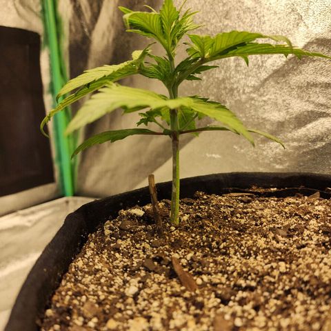 Rei growlog timeline photo