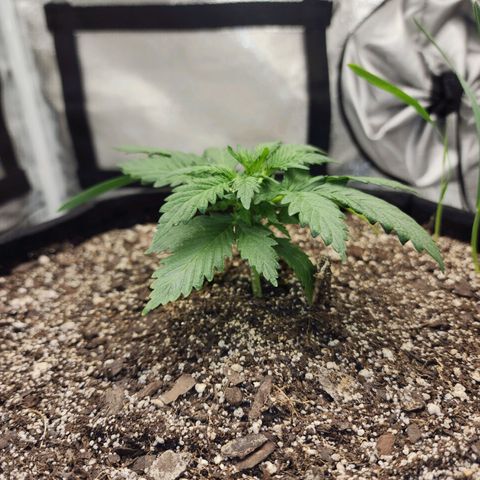 Livia growlog timeline photo