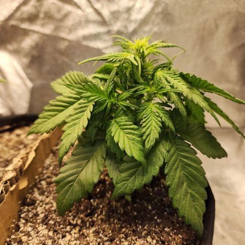Nia growlog timeline photo