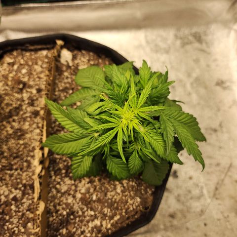 Nia growlog timeline photo
