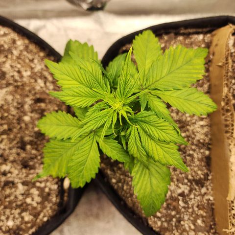 Rei growlog timeline photo