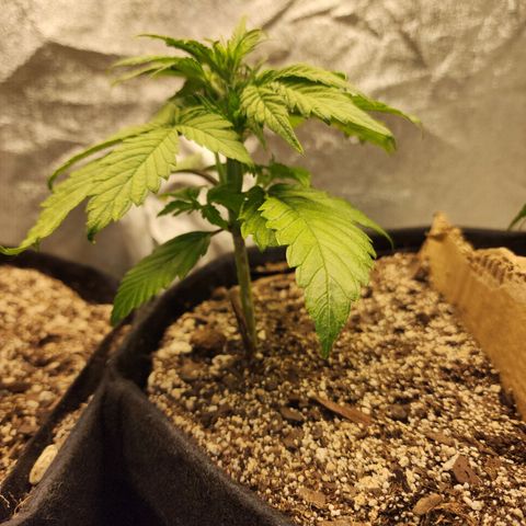 Rei growlog timeline photo