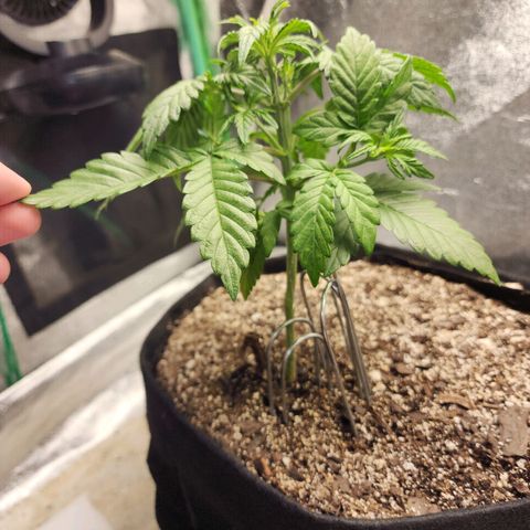 Adīne growlog photo: Fuck is she tall
