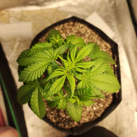 Adīne growlog photo: Fuck is she tall