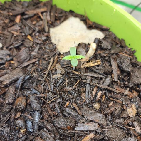 Tak growlog timeline photo