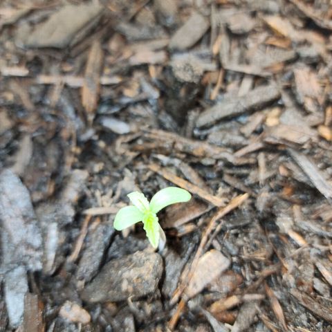 Gaz growlog timeline photo