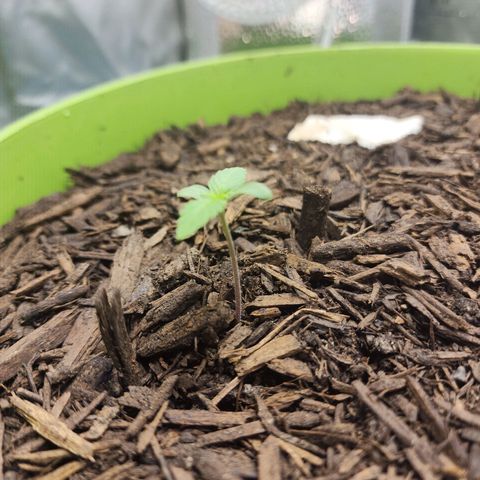 Gaz growlog timeline photo