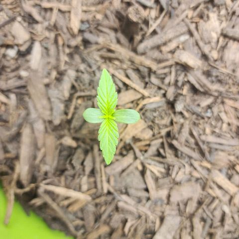 Gaz growlog timeline photo