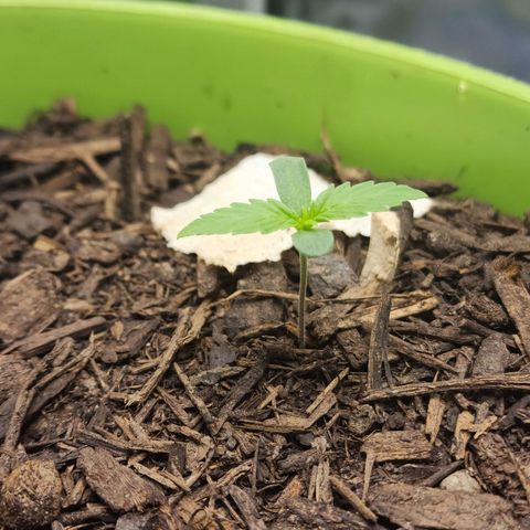Tak growlog timeline photo