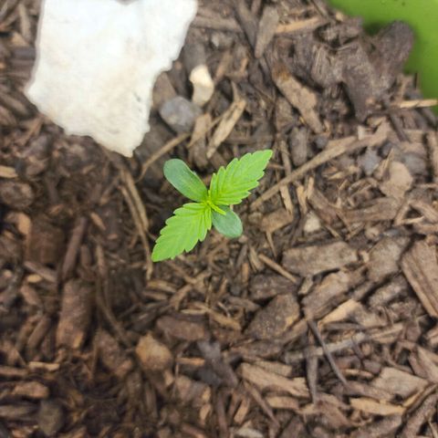 Tak growlog timeline photo