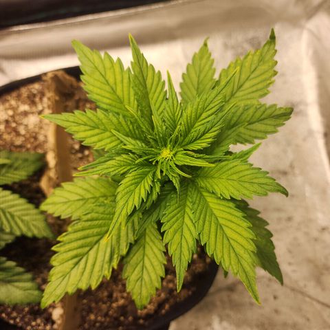 Rei growlog timeline photo