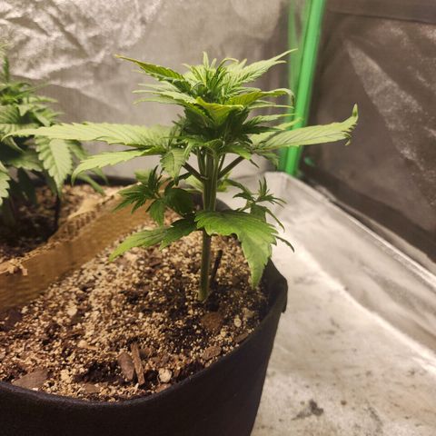 Rei growlog timeline photo