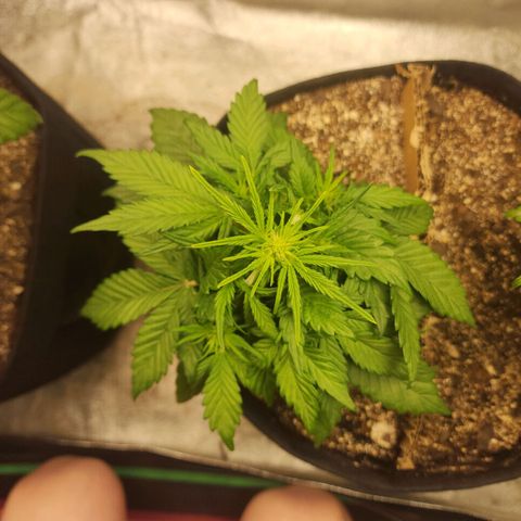 Nia growlog timeline photo