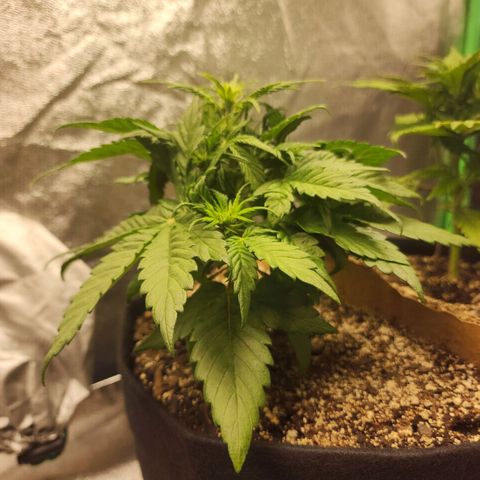 Nia growlog timeline photo
