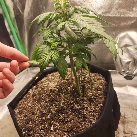Adīne growlog timeline photo