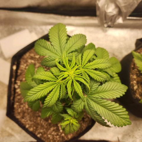 Adīne growlog timeline photo
