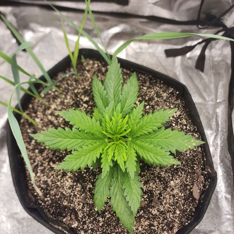 Livia growlog timeline photo