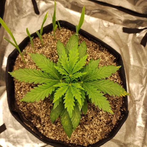 Livia growlog timeline photo