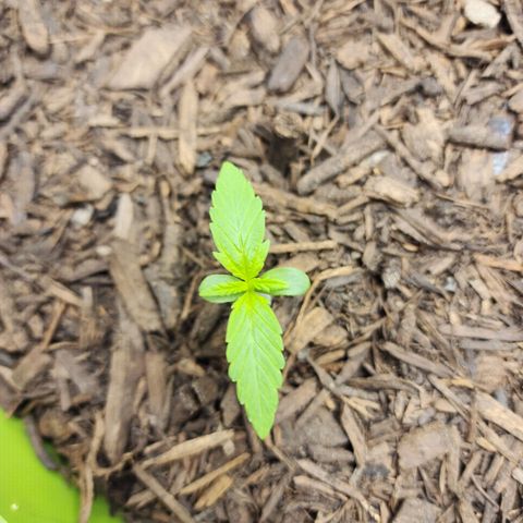 Gaz growlog timeline photo