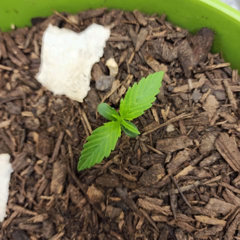 Tak growlog timeline photo