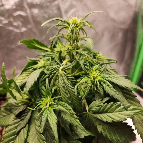 Nia growlog timeline photo