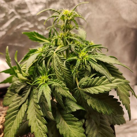 Nia growlog timeline photo