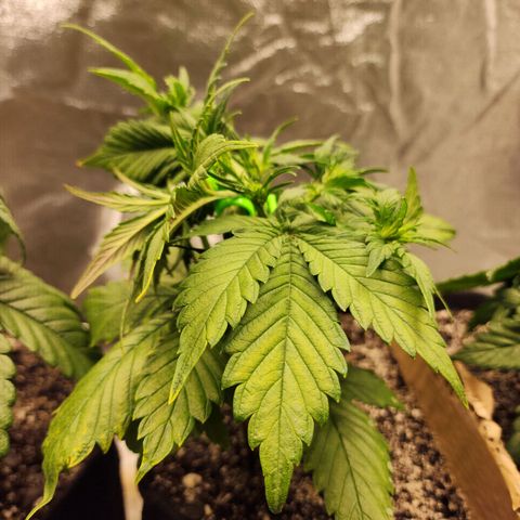 Rei growlog timeline photo