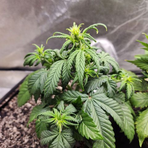 Adīne growlog timeline photo
