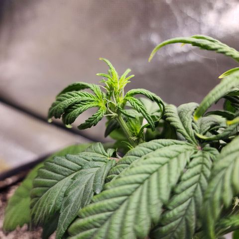 Adīne growlog timeline photo