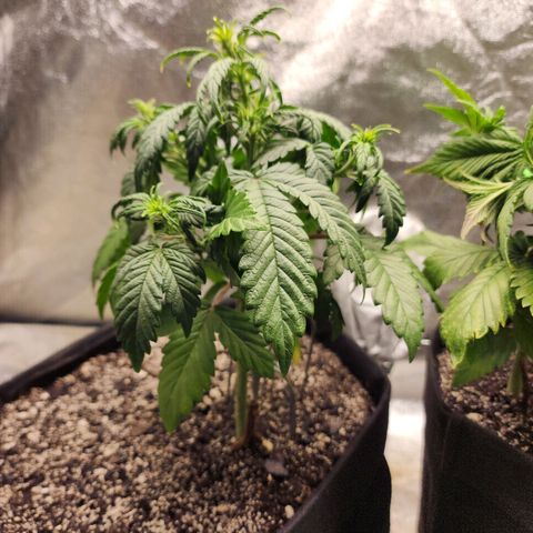 Adīne growlog timeline photo