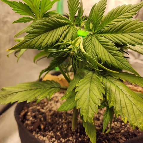Rei growlog timeline photo