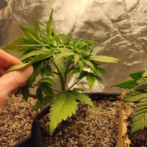 Rei growlog timeline photo
